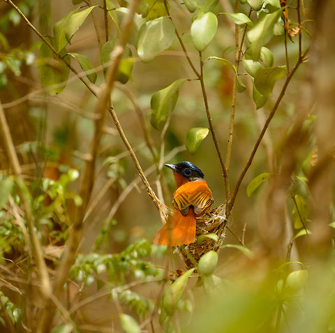Malagasy Paradise flycatcher (female) nesting, Ankarafantsika, Madagascar  Africa,Ankarafantsika,Geotagged,Madagascar,Madagascar North,Malagasy paradise flycatcher,Spring,Terpsiphone mutata,World