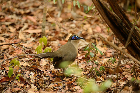 Coquerels coua, Ankarafantsika, Madagascar This day was one of the luckiest of our trip, seeing three species of coua, up close, and in a reasonable pose. The other two:
https://www.jungledragon.com/image/39624/crested_coua_closeup_ankarafantsika_madagascar.html
https://www.jungledragon.com/image/39541/red-capped_coua_high_pose_ankarafantsika_madagascar.html Africa,Ankarafantsika,Coquerels coua,Coua coquereli,Geotagged,Madagascar,Madagascar North,Spring,World