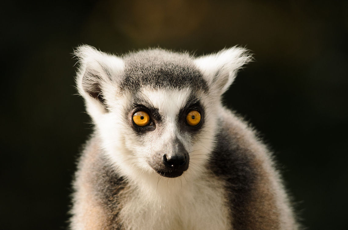 Ring-tailed Lemur frontal Food in sight. Geotagged,Lemur,Lemur catta,Monkeys,Papegaaienpark VeldHoven,Parrot Park Veldhoven,Ring-tailed lemur,The Netherlands