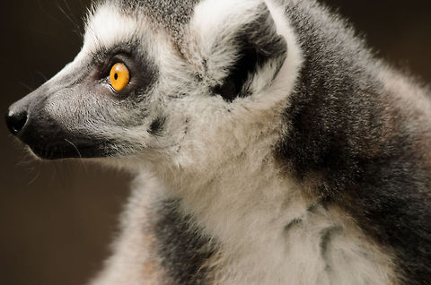 Ring-tailed Lemur closeup II I know it looks similar to the one I posted earlier, this one looking to the left. No worries, I'll soon be through my Lemur set :) Geotagged,Lemur catta,Monkeys,Papegaaienpark VeldHoven,Parrot Park Veldhoven,Ring-tailed lemur,The Netherlands,lemur