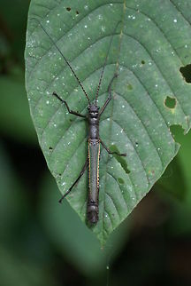 Stick insect Found in Mulu, Malaysia Insects,Malaysia,Orthomeria superba,Stick insect