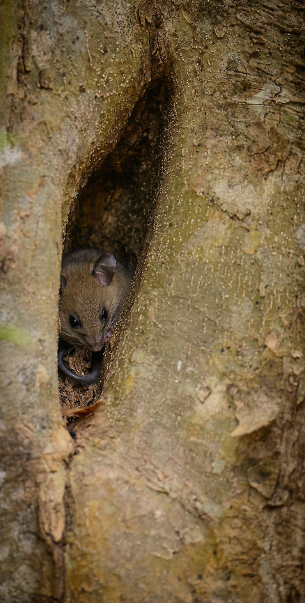 Greater big-footed mouse, Ankarafantsika, Madagascar Just before returning to camp we came across this rodent hiding in this tree. The guide could not identify it exactly and only mentioned the term &quot;micro mammal&quot;. I&#039;m not sure what it is, will check with an expert. Africa,Ankarafantsika,Geotagged,Greater big-footed mouse,Macrotarsomys ingens,Madagascar,Madagascar North,Spring,World