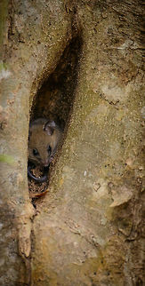 Greater big-footed mouse, Ankarafantsika, Madagascar Just before returning to camp we came across this rodent hiding in this tree. The guide could not identify it exactly and only mentioned the term "micro mammal". I'm not sure what it is, will check with an expert. Africa,Ankarafantsika,Geotagged,Greater big-footed mouse,Macrotarsomys ingens,Madagascar,Madagascar North,Spring,World