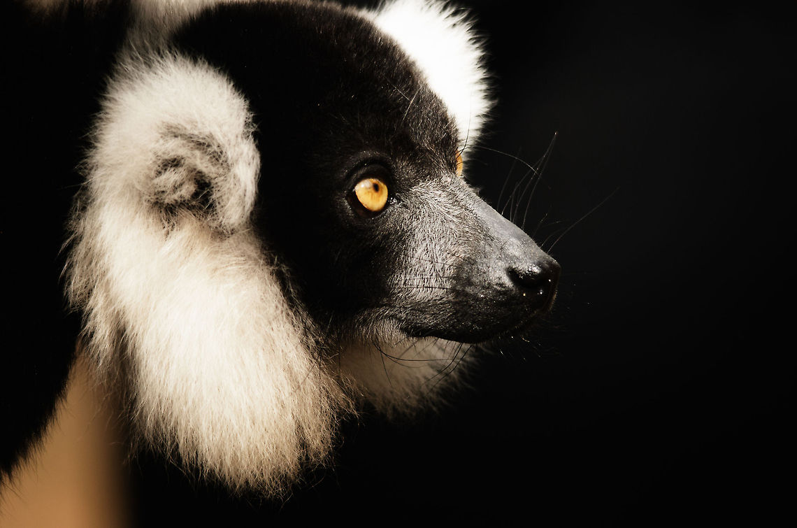 Black-and-white ruffed lemur closeup  Black-and-white ruffed lemur,Geotagged,Monkeys,Papegaaienpark VeldHoven,Parrot Park Veldhoven,The Netherlands,Varecia variegata,lemur