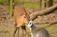You smell funny King Julien's most trusted advisor suggest better hygiene, unknowing that kings don't need hygiene. Geotagged,Lemur catta,Papegaaienpark VeldHoven,Parrot Park Veldhoven,Ring-tailed lemur,The Netherlands