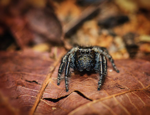 Jumping spider in Ankarafantsika, Madagascar Found on the forest floor, fallen leaf for size reference. It is dark overall, with a white stripe on its abdomen, not visible here.  Africa,Ankarafantsika,Geotagged,Madagascar,Madagascar North,Spring,World