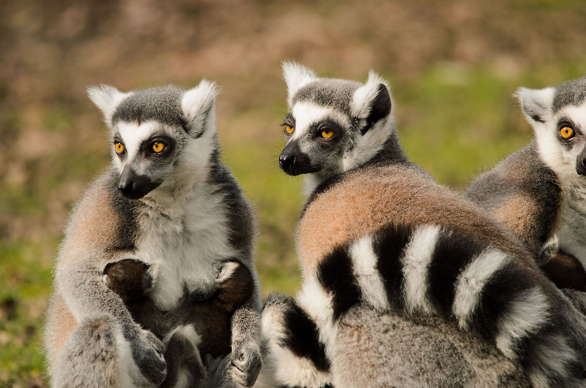 Security in numbers Lemurs behave a lot like Meerkats, there's always a few on the lookout for danger or food. Geotagged,Lemur catta,Monkeys,Papegaaienpark VeldHoven,Parrot Park Veldhoven,Ring-tailed lemur,The Netherlands,lemur