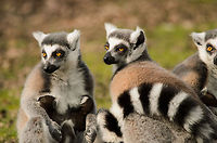 Security in numbers Lemurs behave a lot like Meerkats, there's always a few on the lookout for danger or food. Geotagged,Lemur catta,Monkeys,Papegaaienpark VeldHoven,Parrot Park Veldhoven,Ring-tailed lemur,The Netherlands,lemur