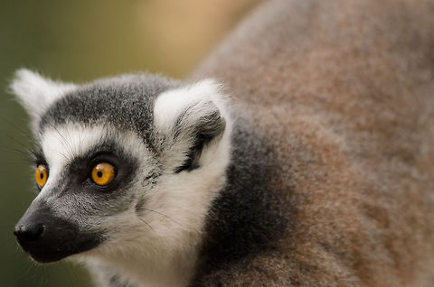 Ring-tailed lemur It's been hours since I last posted a Lemur closeup, so here's one more :) Geotagged,Lemur,Lemur catta,Papegaaienpark VeldHoven,Parrot Park Veldhoven,Ring-tailed lemur,The Netherlands,monkeys