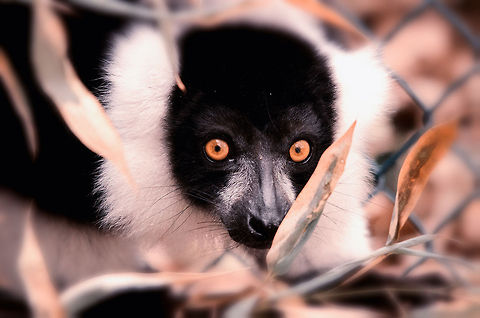 Black-and-white ruffed lemur This is mostly an experiment in post processing: vignette blur and indian summer. Vignette blur softens and defocuses the outer circle, whilst indian summer adjusts colors whilst leaving black and whites as they are. Black-and-white ruffed lemur,Geotagged,Papegaaienpark VeldHoven,Parrot Park Veldhoven,The Netherlands,Varecia variegata