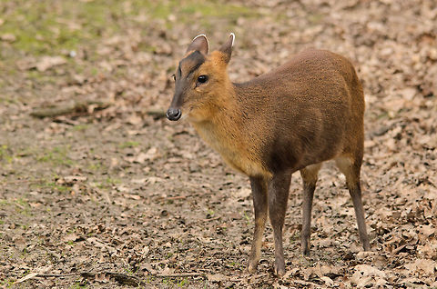 Reeves Muntjac It looks like being cute helps in survival. These Muntjacs are the oldest known deer alive.  Geotagged,Muntiacus reevesi,Papegaaienpark VeldHoven,Parrot Park Veldhoven,Reeves Muntjac,The Netherlands