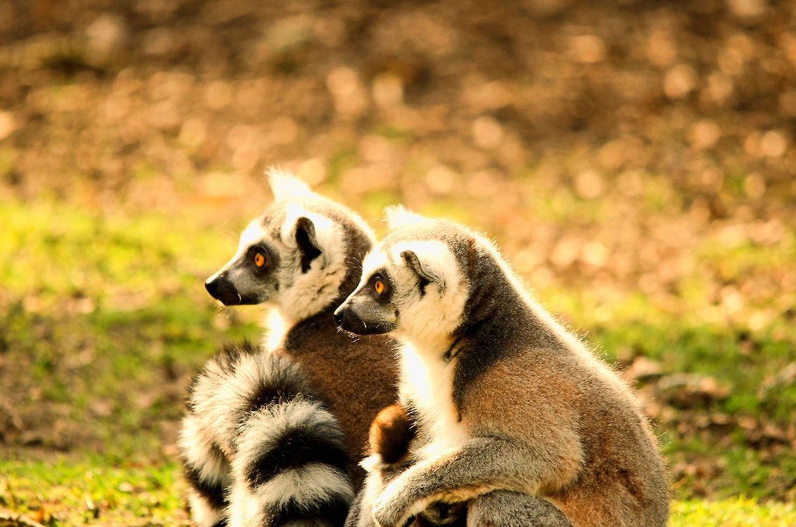 Sun bath Oeh, there's that nice man Ferdy again, let's take a nice pose, maybe we'll get a treat or something! Geotagged,Lemur catta,Monkeys,Papegaaienpark VeldHoven,Parrot Park Veldhoven,Ring-tailed lemur,The Netherlands,lemur