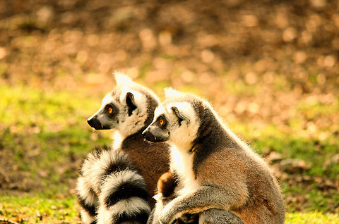Sun bath Oeh, there's that nice man Ferdy again, let's take a nice pose, maybe we'll get a treat or something! Geotagged,Lemur catta,Monkeys,Papegaaienpark VeldHoven,Parrot Park Veldhoven,Ring-tailed lemur,The Netherlands,lemur