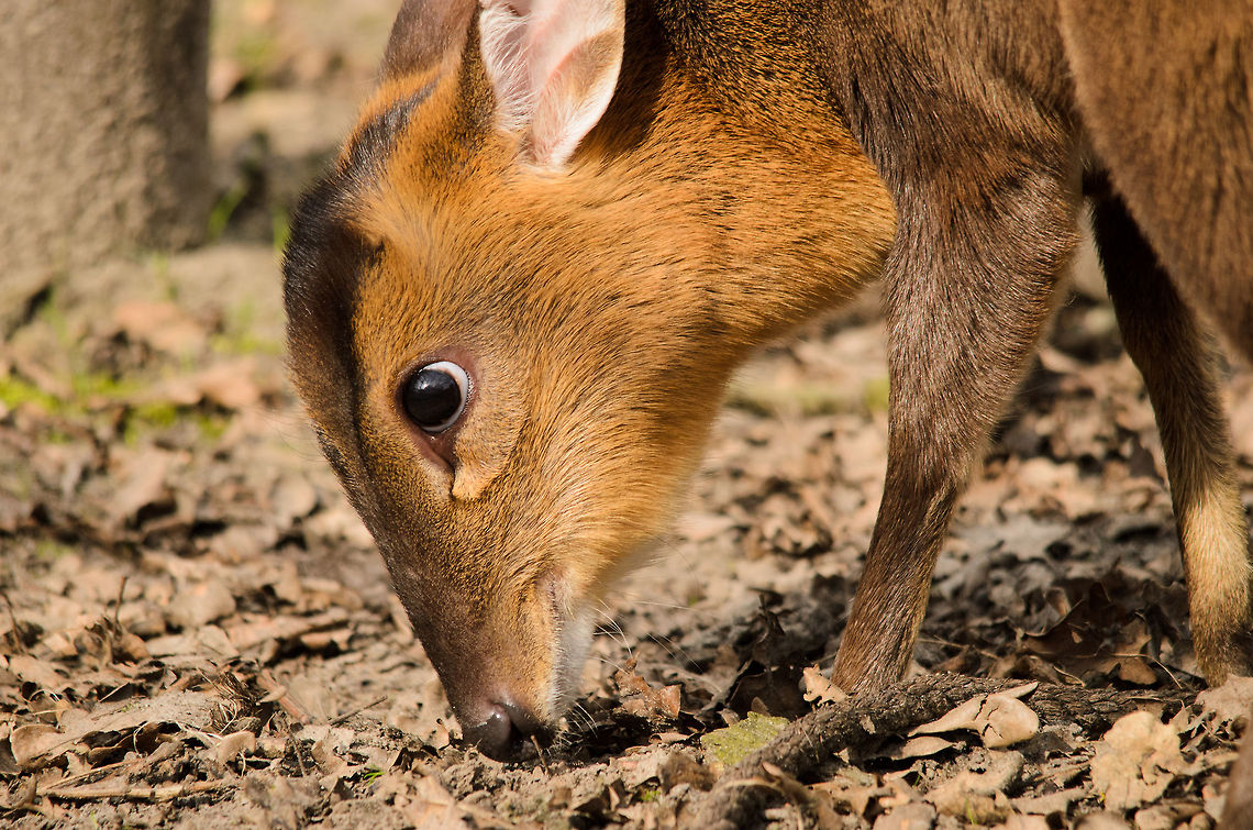 Reeves Muntjac closeup These tiny deer are fun to watch. Their head and eyes are disproportionately large to their small bodies, and they are generally very curious and cheerful. Geotagged,Muntiacus reevesi,Papegaaienpark VeldHoven,Parrot Park Veldhoven,Reeves Muntjac,The Netherlands