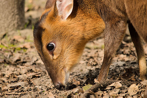 Reeves Muntjac closeup These tiny deer are fun to watch. Their head and eyes are disproportionately large to their small bodies, and they are generally very curious and cheerful. Geotagged,Muntiacus reevesi,Papegaaienpark VeldHoven,Parrot Park Veldhoven,Reeves Muntjac,The Netherlands