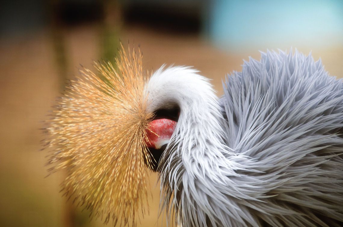 Grey Crowned Crane There's something about this Crane that makes it beautiful even when hiding. It's something with their feathers, how they absorb and bounce light, almost as if they are drawn, not real. Balearica regulorum,Birds,Geotagged,Grey Crowned Crane,Papegaaienpark VeldHoven,Parrot Park Veldhoven,The Netherlands