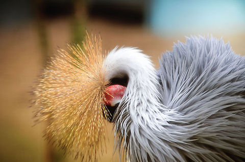 Grey Crowned Crane There's something about this Crane that makes it beautiful even when hiding. It's something with their feathers, how they absorb and bounce light, almost as if they are drawn, not real. Balearica regulorum,Birds,Geotagged,Grey Crowned Crane,Papegaaienpark VeldHoven,Parrot Park Veldhoven,The Netherlands