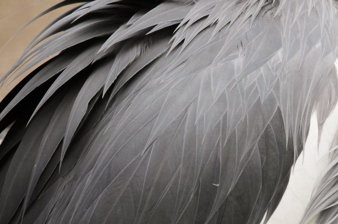 Grey Crowned Crane feather closeup  Balearica regulorum,Birds,Geotagged,Grey Crowned Crane,Papegaaienpark VeldHoven,Parrot Park Veldhoven,The Netherlands