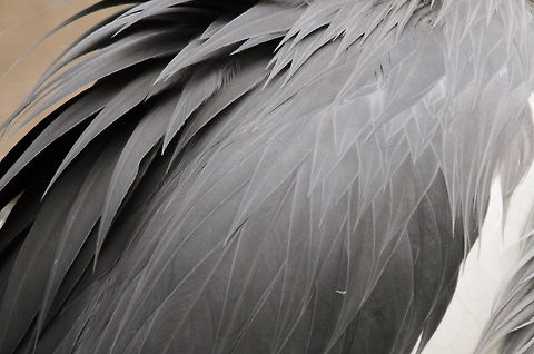 Grey Crowned Crane feather closeup  Balearica regulorum,Birds,Geotagged,Grey Crowned Crane,Papegaaienpark VeldHoven,Parrot Park Veldhoven,The Netherlands