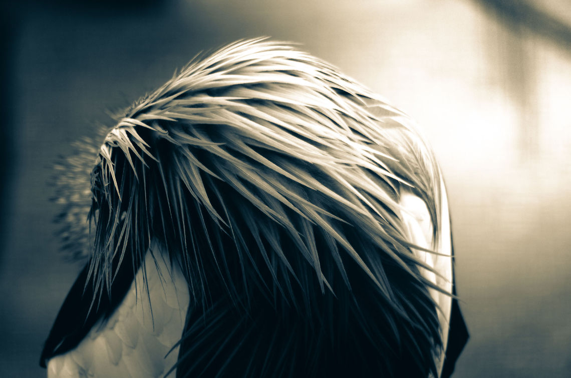 Grey Crowned Crane cleaning Another Grey Crowned Crane cleaning itself, revealing its beautiful long chest feathers. I used a split tone on this one for post processing. Balearica regulorum,Birds,Grey Crowned Crane,Papegaaienpark VeldHoven,Parrot Park Veldhoven