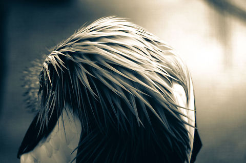 Grey Crowned Crane cleaning Another Grey Crowned Crane cleaning itself, revealing its beautiful long chest feathers. I used a split tone on this one for post processing. Balearica regulorum,Birds,Grey Crowned Crane,Papegaaienpark VeldHoven,Parrot Park Veldhoven