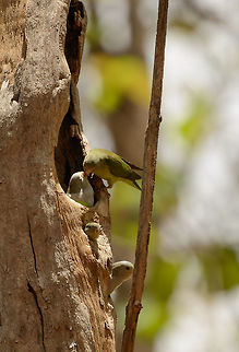 A lovely lovebird family, Ankarafantsika, Madagascar A far-away crop of an entire family of Madagascar lovebirds. The adult male is inside the nest with the adult female being on the edge of it. Down below I assume are youngsters. Africa,Agapornis cana,Agapornis canus,Ankarafantsika,Geotagged,Grey-headed Lovebird,Grey-headed lovebird,Madagascar,Madagascar North,Spring,World