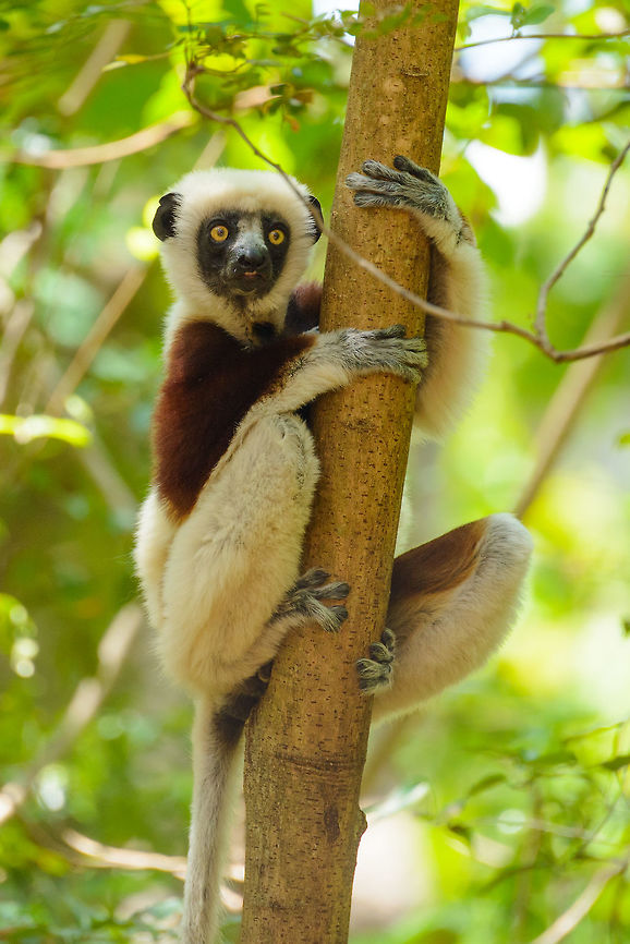 Closeup of Coquerels sifaka neighbour, Ankarafantsika, Madagascar After a great day in Ankarafantsika where we had lots of luck regarding bird spotting, we returned to our lodge near the national park, and found out that a group of Coquerels sifakas had decided to have their resting period right in our back yard. They were very relaxed and close, a great moment to observe them. Africa,Ankarafantsika,Coquerels sifaka,Geotagged,Madagascar,Madagascar North,Propithecus coquereli,Spring,World