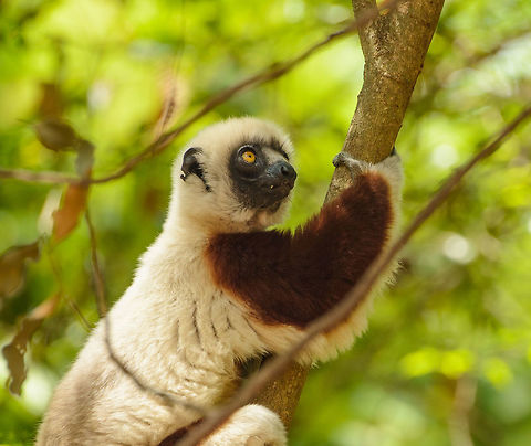 Closeup of Coquerels sifaka neighbour - II, Ankarafantsika, Madagascar After a great day in Ankarafantsika where we had lots of luck regarding bird spotting, we returned to our lodge near the national park, and found out that a group of Coquerels sifakas had decided to have their resting period right in our back yard. They were very relaxed and close, a great moment to observe them. Africa,Ankarafantsika,Coquerels sifaka,Geotagged,Madagascar,Madagascar North,Propithecus coquereli,Spring,World