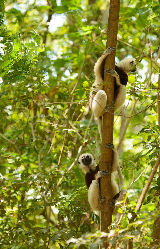 Coquerels sifaka mother and young climbing, Ankarafantsika, Madagascar After a great day in Ankarafantsika where we had lots of luck regarding bird spotting, we returned to our lodge near the national park, and found out that a group of Coquerels sifakas had decided to have their resting period right in our back yard. They were very relaxed and close, a great moment to observe them. Africa,Ankarafantsika,Coquerels sifaka,Geotagged,Madagascar,Madagascar North,Propithecus coquereli,Spring,World