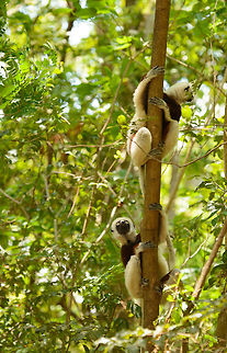 Coquerels sifaka mother and young climbing, Ankarafantsika, Madagascar After a great day in Ankarafantsika where we had lots of luck regarding bird spotting, we returned to our lodge near the national park, and found out that a group of Coquerels sifakas had decided to have their resting period right in our back yard. They were very relaxed and close, a great moment to observe them. Africa,Ankarafantsika,Coquerels sifaka,Geotagged,Madagascar,Madagascar North,Propithecus coquereli,Spring,World
