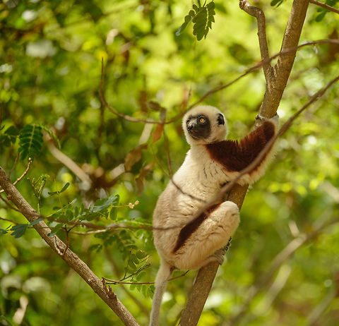 Closeup of Coquerels sifaka neighbour - II, Ankarafantsika, Madagascar After a great day in Ankarafantsika where we had lots of luck regarding bird spotting, we returned to our lodge near the national park, and found out that a group of Coquerels sifakas had decided to have their resting period right in our back yard. They were very relaxed and close, a great moment to observe them. Africa,Ankarafantsika,Coquerels sifaka,Geotagged,Madagascar,Madagascar North,Propithecus coquereli,Spring,World