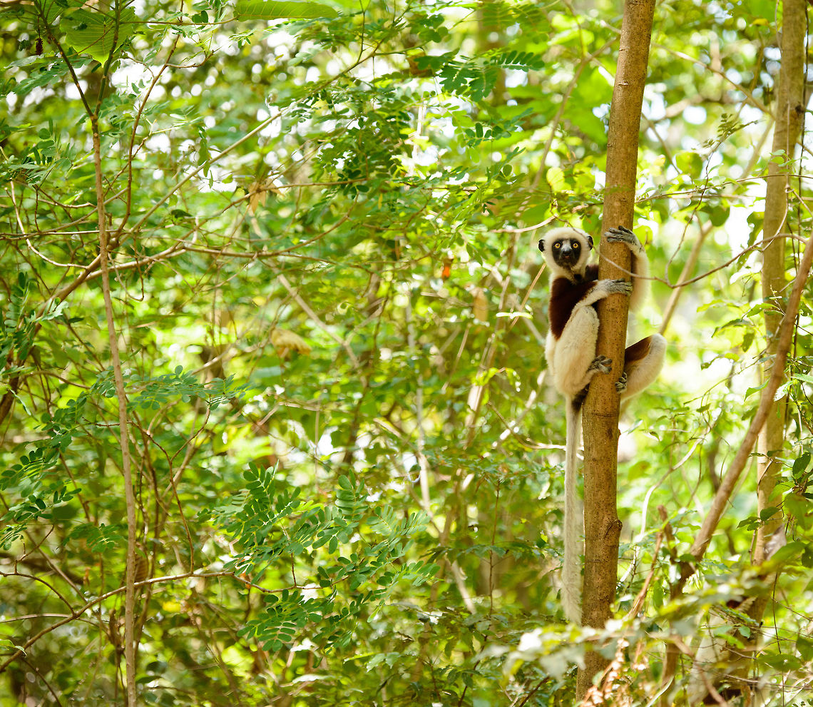 Coquerels sifaka neighbour, Ankarafantsika, Madagascar After a great day in Ankarafantsika where we had lots of luck regarding bird spotting, we returned to our lodge near the national park, and found out that a group of Coquerels sifakas had decided to have their resting period right in our back yard. They were very relaxed and close, a great moment to observe them. Africa,Ankarafantsika,Coquerels sifaka,Geotagged,Madagascar,Madagascar North,Propithecus coquereli,Spring,World