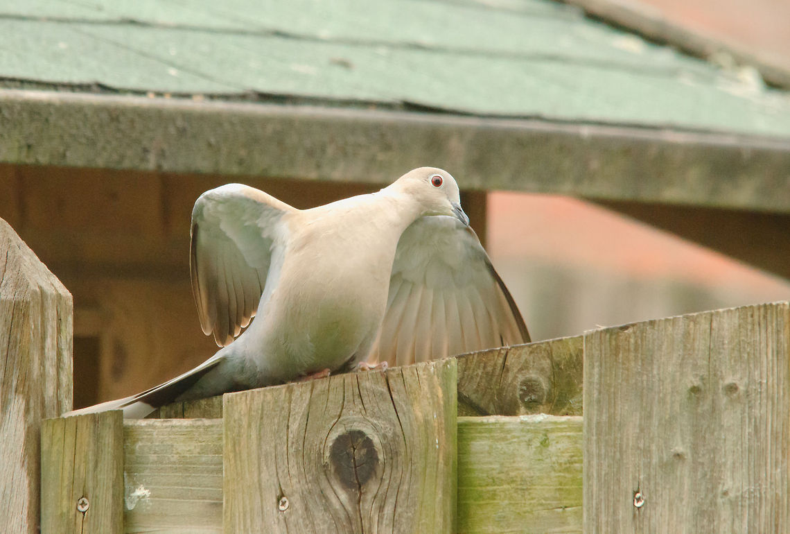 Just Dance  Birds,Eurasian Collared Dove,Garden,Streptopelia decaocto,doves,pigeons