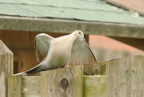 Just Dance  Birds,Eurasian Collared Dove,Garden,Streptopelia decaocto,doves,pigeons