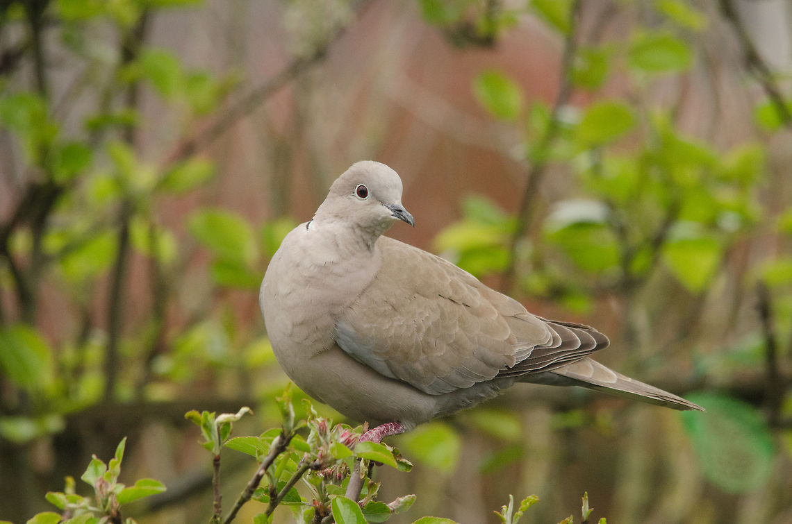 Eurasian Collared Dove  Birds,Eurasian Collared Dove,Garden,Pigeons,Streptopelia decaocto,doves