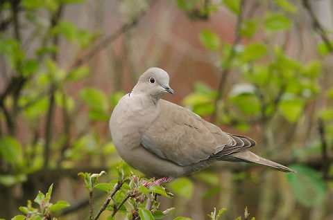Eurasian Collared Dove  Birds,Eurasian Collared Dove,Garden,Pigeons,Streptopelia decaocto,doves