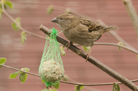 House Sparrow feeding  Birds,Garden,House Sparrow,Passer domesticus