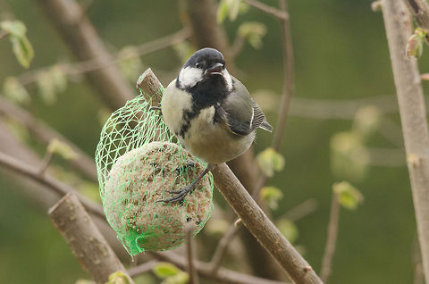 Great Tit  Garden,Great Tit,Parus major,birds