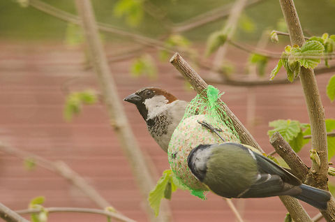House Sparrow and Blue Tit  Birds,Garden,House Sparrow,Passer domesticus