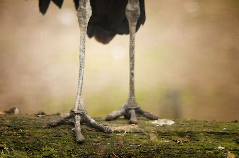 Grey Crowned Crane feet  Balearica regulorum,Birds,Geotagged,Grey Crowned Crane,Papegaaienpark VeldHoven,Parrot Park Veldhoven,The Netherlands,birds