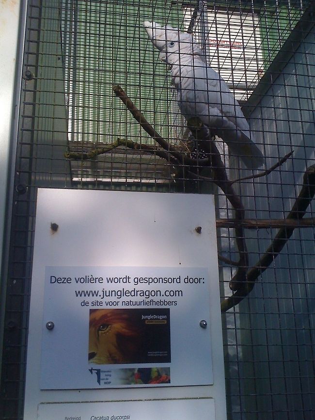 JungleDragon sponsoring aviary We did it! This aviary at the Parrot Park in Veldhoven, the Netherlands is now sponsored by JungleDragon. This park is a refugee center for tropical birds formerly held as a pet.<br />
<br />
In return for this sponsoring, we get the advertising you see on the sign. Translated to english: &quot;This aviary is sponsored by www.jungledragon.com, THE site for fans of nature&quot;. Below that message you can also see the JungleDragon business card. Cacatua ducorpsii,Donations,Geotagged,Papegaaienpark VeldHoven,Parrot Park Veldhoven,Solomons Cockatoo,The Netherlands