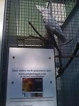 JungleDragon sponsoring aviary We did it! This aviary at the Parrot Park in Veldhoven, the Netherlands is now sponsored by JungleDragon. This park is a refugee center for tropical birds formerly held as a pet.<br />
<br />
In return for this sponsoring, we get the advertising you see on the sign. Translated to english: "This aviary is sponsored by www.jungledragon.com, THE site for fans of nature". Below that message you can also see the JungleDragon business card. Cacatua ducorpsii,Donations,Geotagged,Papegaaienpark VeldHoven,Parrot Park Veldhoven,Solomons Cockatoo,The Netherlands
