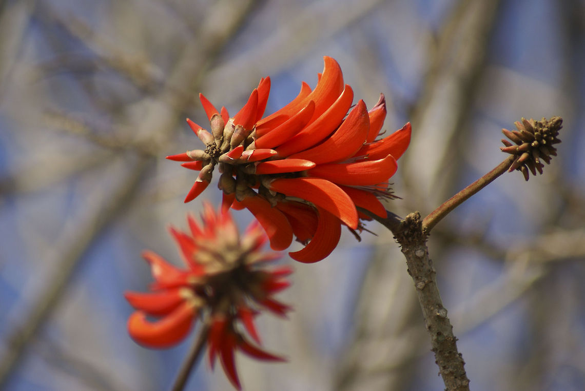 Common coral tree Closeup view of a beautiful South African flower, the Common Coral tree flower. Coral Tree,Erythrina lysistemon,Tree