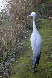 Blue Crane portrait Full view of a large Blue Crane in Pretoria. Anthropoides paradiseus,Birds,Blue Crane,Crane,South Africa