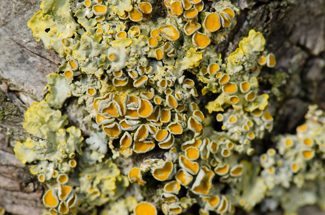 Tree lichen Some oddly colored lichen covering a tree in our garden.<br />
<br />
Disclaimer: I&#039;m very new to macro photography so please bear with me. Today I finally bought a Nikkor 105mm F2.8 Mikro lens, and these are some very early shots. Macro,Xanthoria parietina