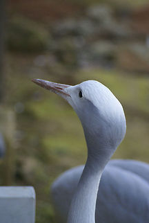 Blue Crane closeup A Blue Crane is not shy from tourists and keeps an eye on food opportunities. Anthropoides paradiseus,Birds,Blue Crane,Closeup,Crane,South Africa