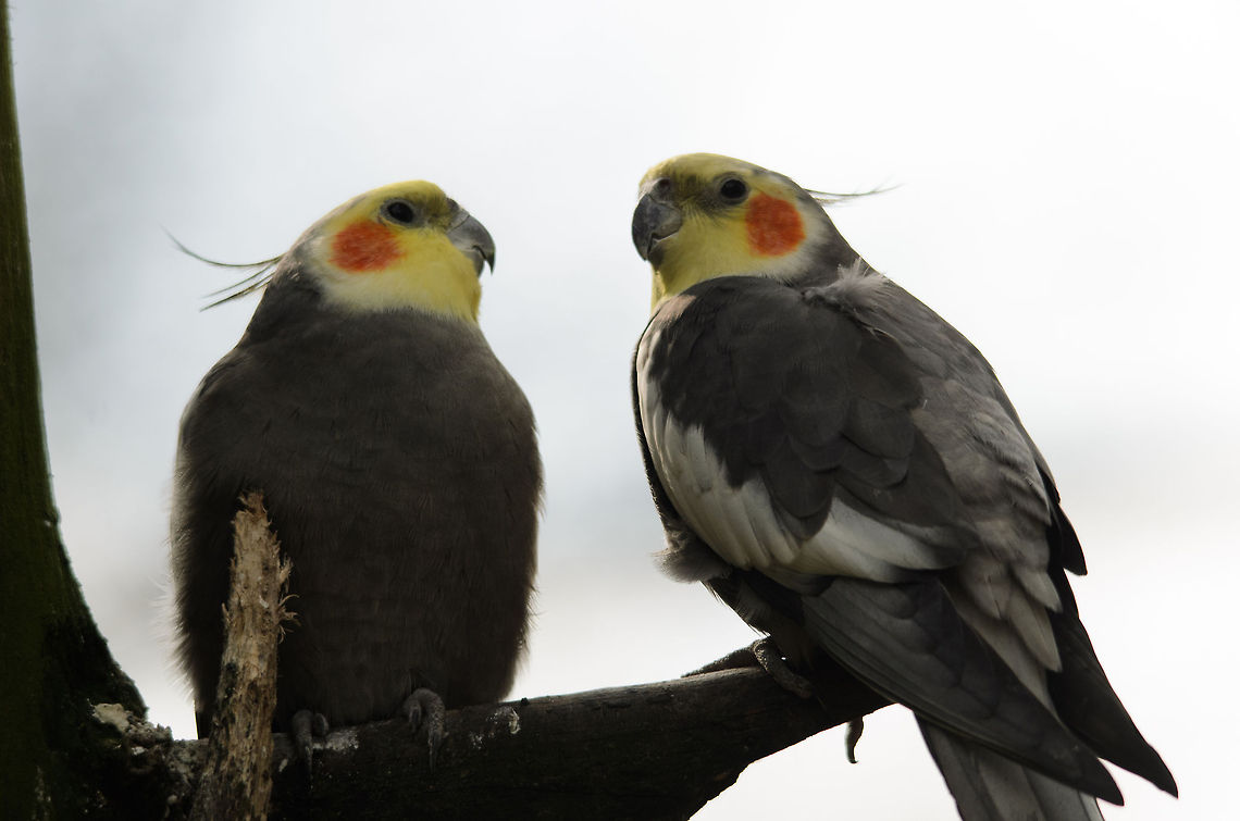 Love birds Clouds may darken but these birds care not, for sunshine is in their hearts (and faces). Cockatiel,Geotagged,Nymphicus hollandicus,Papegaaienpark VeldHoven,Parrot Park Veldhoven,The Netherlands,birds