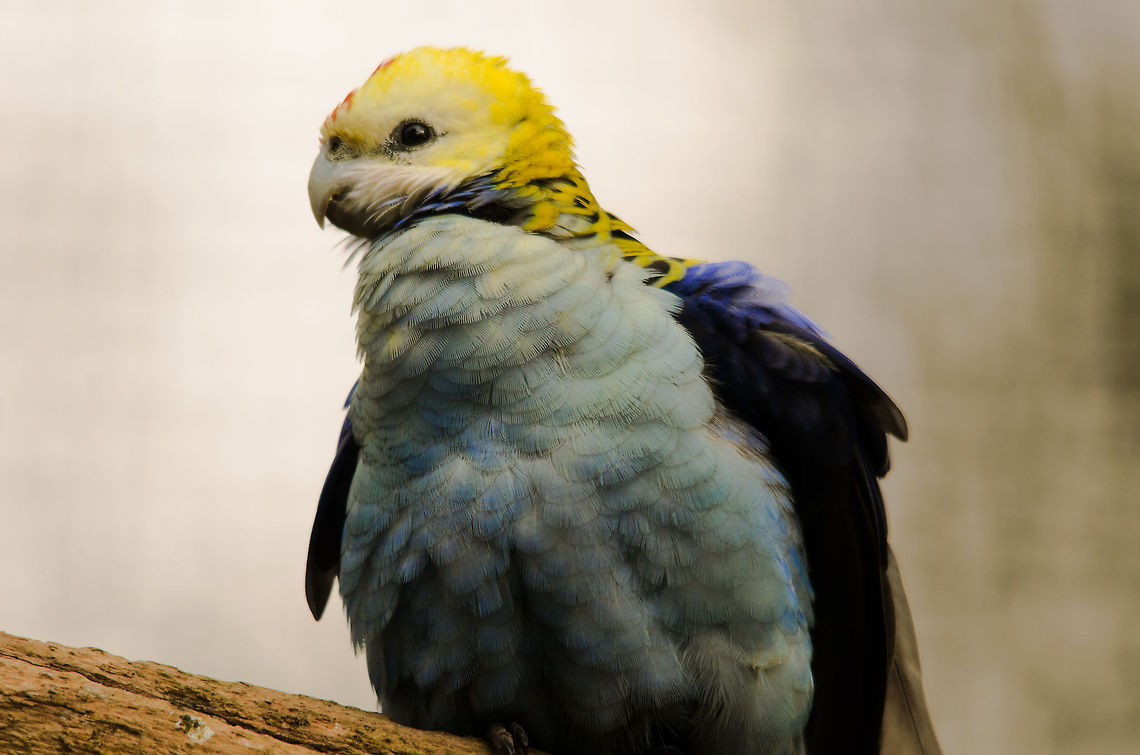 Pale-headed Rosella  Geotagged,Pale-headed Rosella,Papegaaienpark VeldHoven,Parrot Park Veldhoven,Platycercus adscitus,The Netherlands,birds