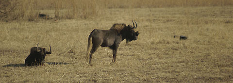 Wildebeest (Gnu) Two wildebeests on the lookout for danger in Pretoria. Blue Wildebeest,Connochaetes taurinus,Gnu,South Africa,Wildebeest