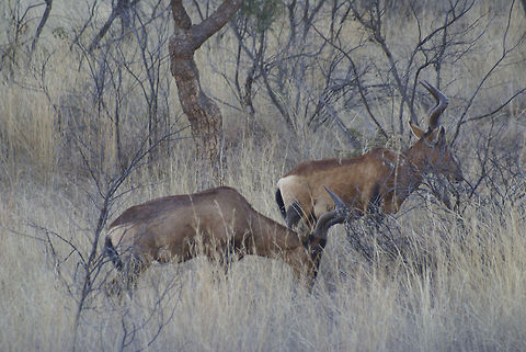 Male Impalas Captured near Pretoria, South Africa Impala,Male,South Africa